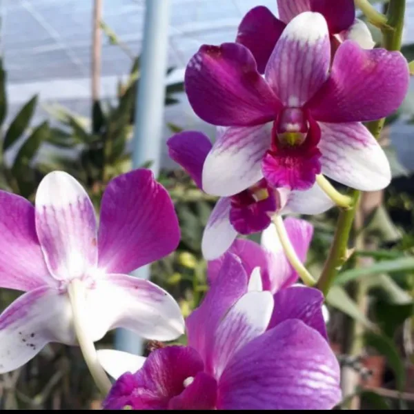 Dendrobium_narumol_fancy_x_pink_fancy