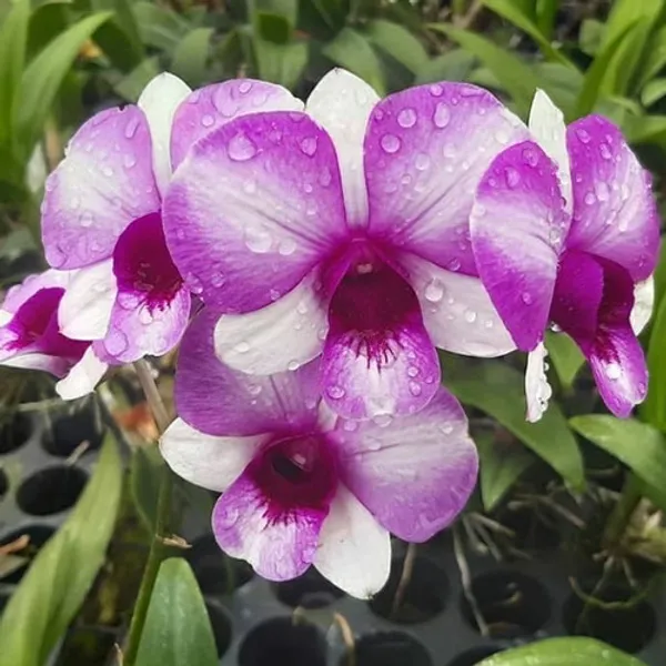 Dendrobium_noble_woman