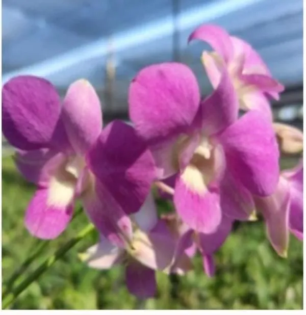 Dendrobium_burana_pink_(medium_size)