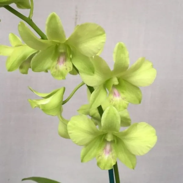 dendrobium_aridang_green