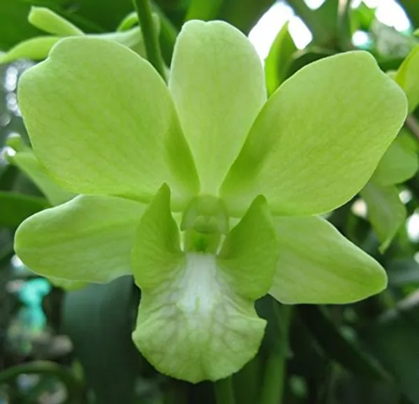 dendrobium_aridang_green