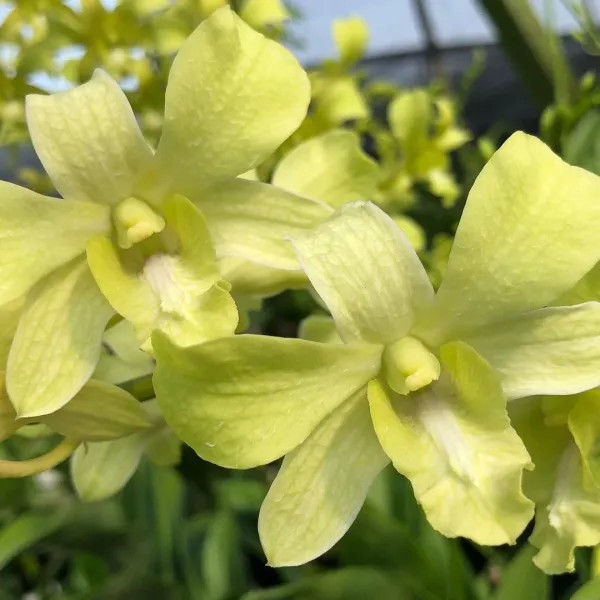 dendrobium_aridang_green