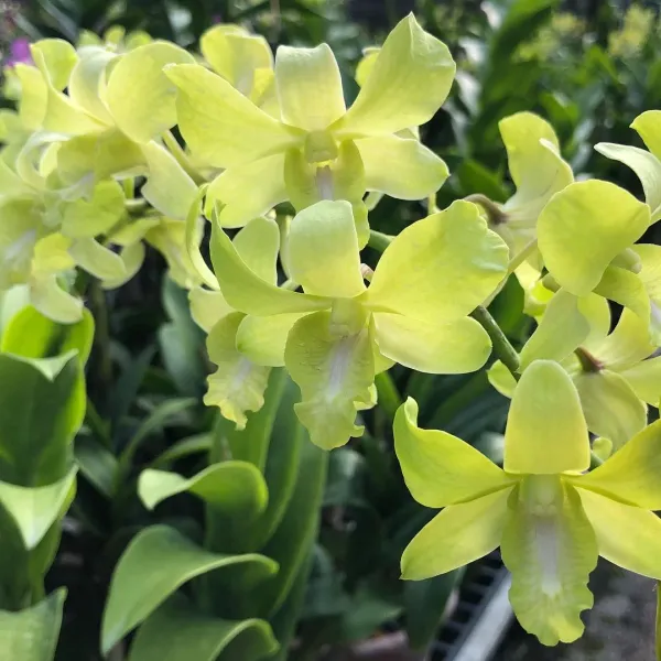 dendrobium_aridang_green