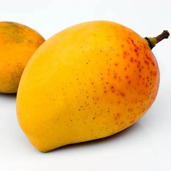 Alphonso_Mango_Grafted_Plant_Without_Pot