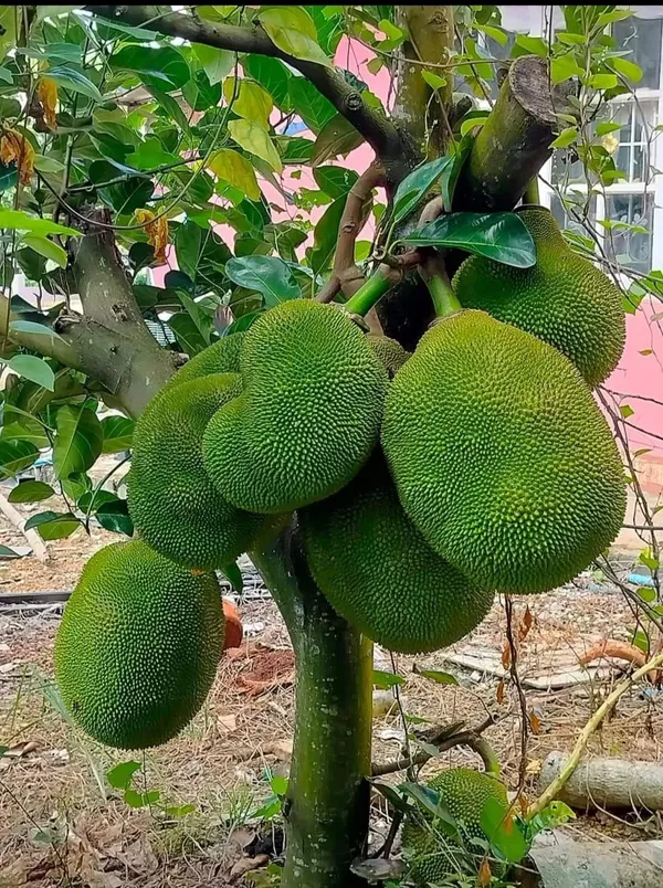 Imported_Premium_Early_Bearing_Jackfruit_Tree_Plant_(Vietnam_Variety)
