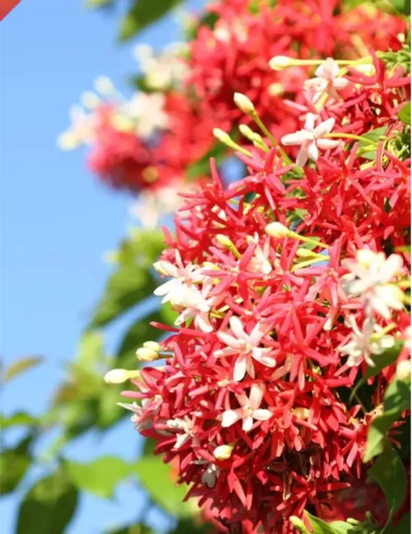 Multicolour_Madhu_Malati_Hybrid_Flower_Plant