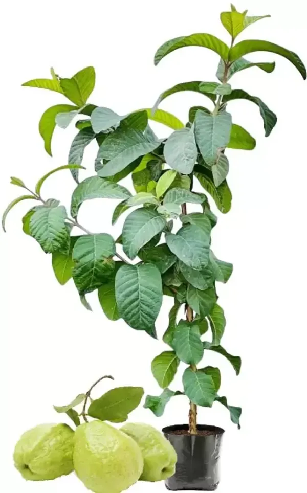 Thai-7_Guava_Grafted_Plant