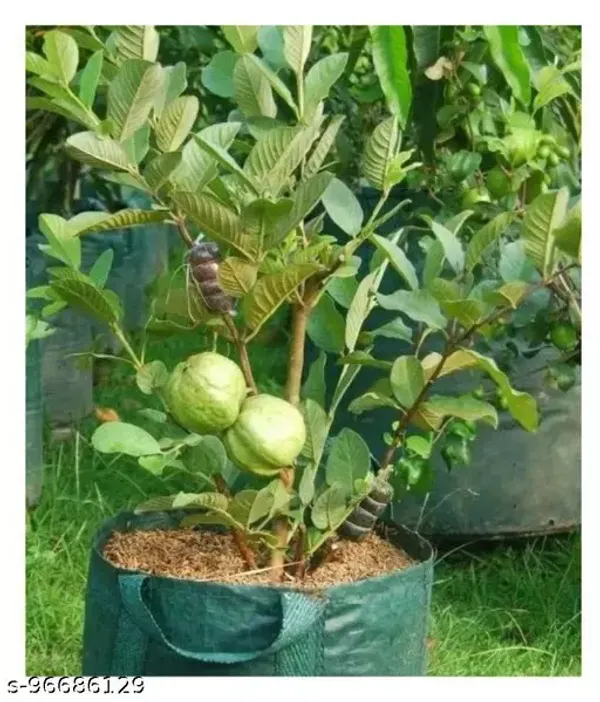 Thai-7_Guava_Grafted_Plant