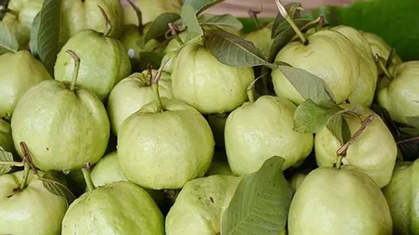 Thai_10_Guava_Grafted_And_Hybrid_Plants_Organic_Live_Plant_For_Gardening