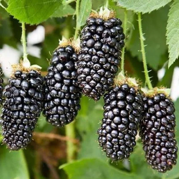 Blackberry_Long_|_Grafted_and_Hybrid_Plants