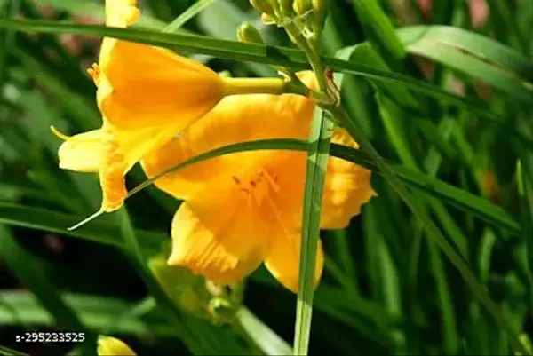 Yellow_Karabi_Outdoor_Flowering_Plant