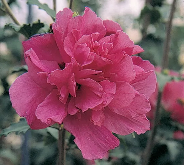 Lucy_Hibiscus_Flower_Plant_Outdoor_Gardening