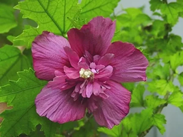 Lucy_Hibiscus_Flower_Plant_Outdoor_Gardening