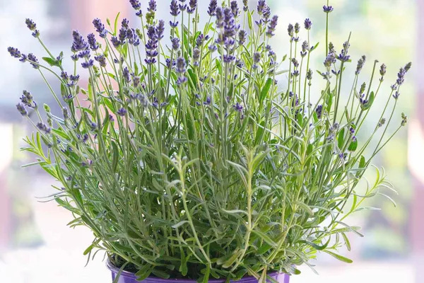 Lavender_Live_Plant_for_Home_Garden
