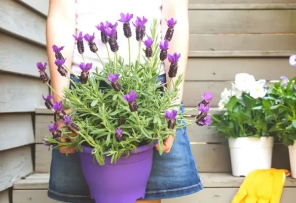 Lavender_Live_Plant_for_Home_Garden