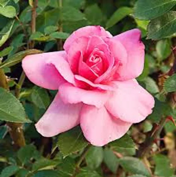 Grandiflora_Rose_Plant
