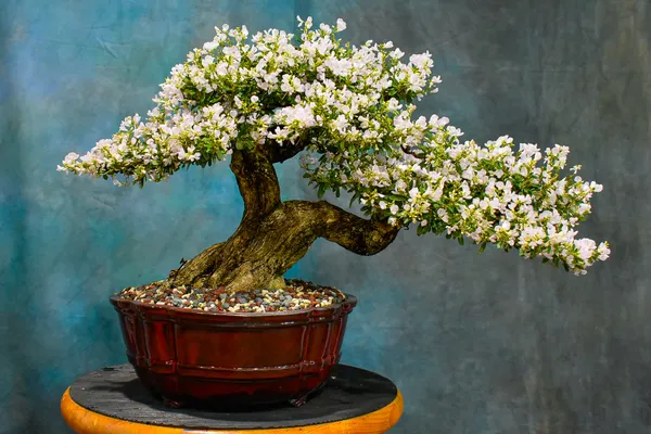 White_White_Bluebell_Bonsai_For_Home_Garden_Organic__Plant_For_Gardening