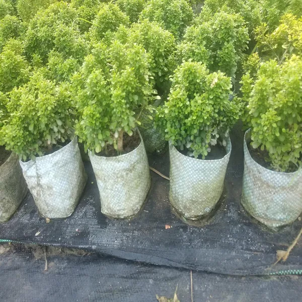 Table_Kamini_Satin_Wood_Kunti_Shrubs_Flower_Plant_(1-2_Feet_Height)