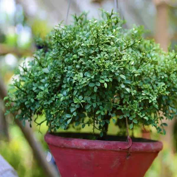 Table_Kamini_Satin_Wood_Kunti_Shrubs_Flower_Plant_(1-2_Feet_Height)