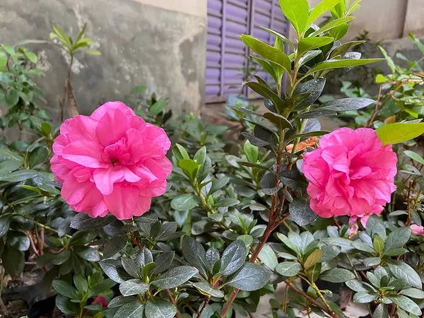 Azalea_Flower_Plant_Outdoor_Gardening