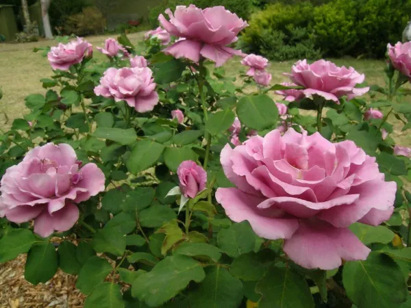 Angel_Face_Rose_Plant
