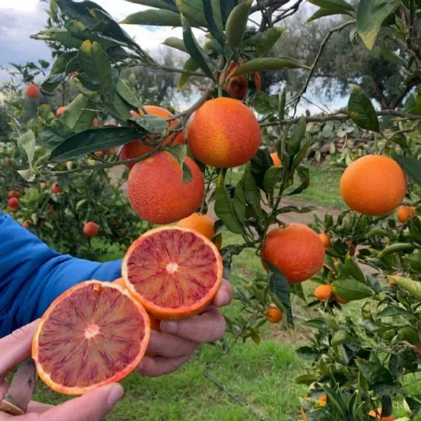 Pack_Of_2_Hybrid_Grafted_Blood_Orange_Plant_Combo