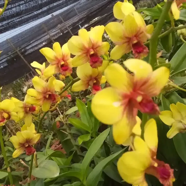 Dendrobium_thongchai_pinwattana_x_boonchu_gold