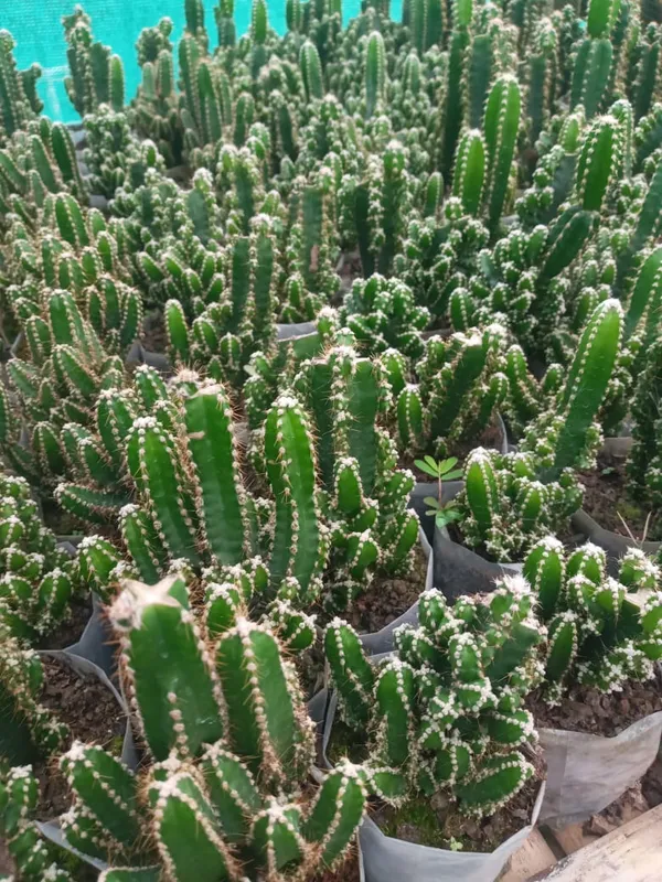 fairy_castel_cactus