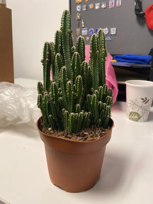 fairy_castel_cactus