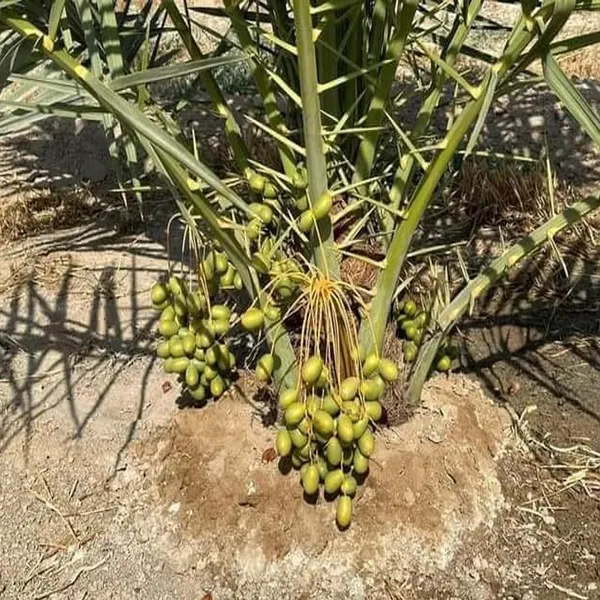 Deglet_Noor_Dates_Palm_Arabian_Khurma_Khajoor_Dwarf_Fruit_Plant_(1.5-3_Feet_Height)