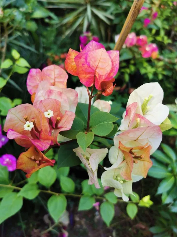 Bougainvillea_Chitra_|_Flower_Plant_(Pack_Of_1)
