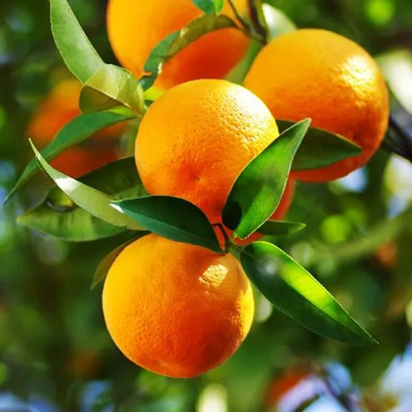Malta_Hybrid_Orange_Plant_For_Home_&_Garden