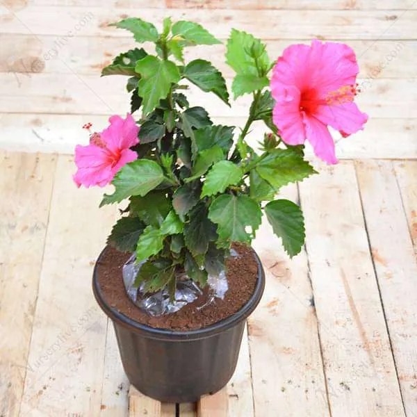 Pink_Daffodil_Hibiscus_Plant