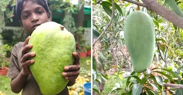 Pack_Of_2_Hybrid_Vietnam_Big_Size_Mango_Plant_Combo