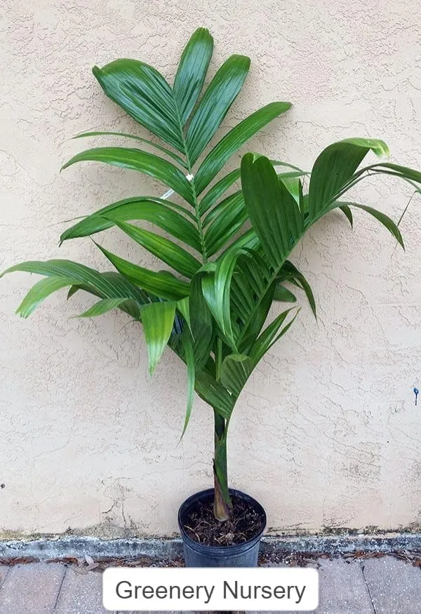 Betal_Nut/Supari_Plant_Inter_Mangala_Betel_Nut_Plant_||_A_hybrid_varity_Of_Mangala_Arecanut_For_Your_Home_Garden_(Pack_of_1)