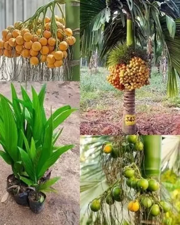Betal_Nut/Supari_Plant_Inter_Mangala_Betel_Nut_Plant_||_A_hybrid_varity_Of_Mangala_Arecanut_For_Your_Home_Garden_(Pack_of_1)