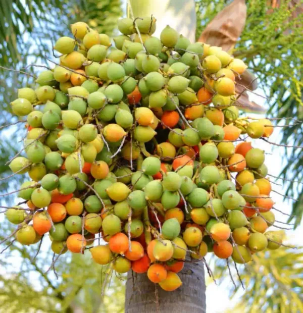 Betal_Nut/Supari_Plant_Inter_Mangala_Betel_Nut_Plant_||_A_hybrid_varity_Of_Mangala_Arecanut_For_Your_Home_Garden_(Pack_of_1)
