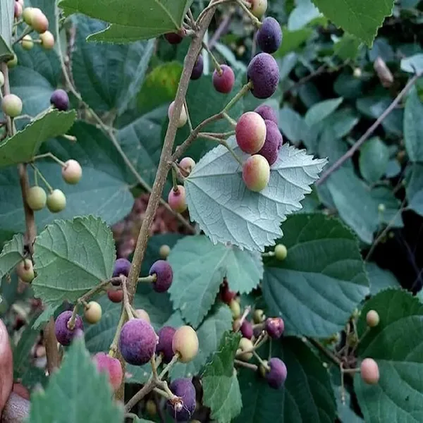 Phalsa_Falsa_Berry_Layering/Grafted_Fruit_Plant_(1.5-2_Feet_Height)