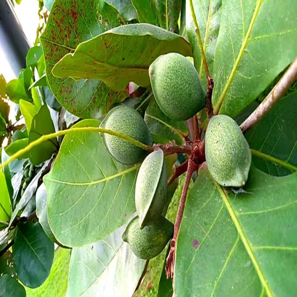 Almond_Grafted_Outdoor_Fruit_Plant