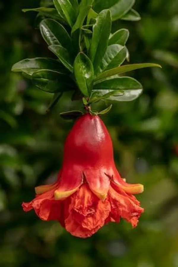 Red_Bhagwa_Anar_Hybrid_Pomegranate,_Bedana_Plant_Original_Variety_Plant_(Hybrid,_Pack_of_1)
