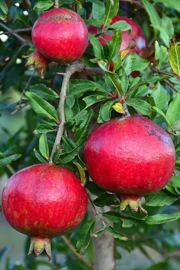 Red_Bhagwa_Anar_Hybrid_Pomegranate,_Bedana_Plant_Original_Variety_Plant_(Hybrid,_Pack_of_1)