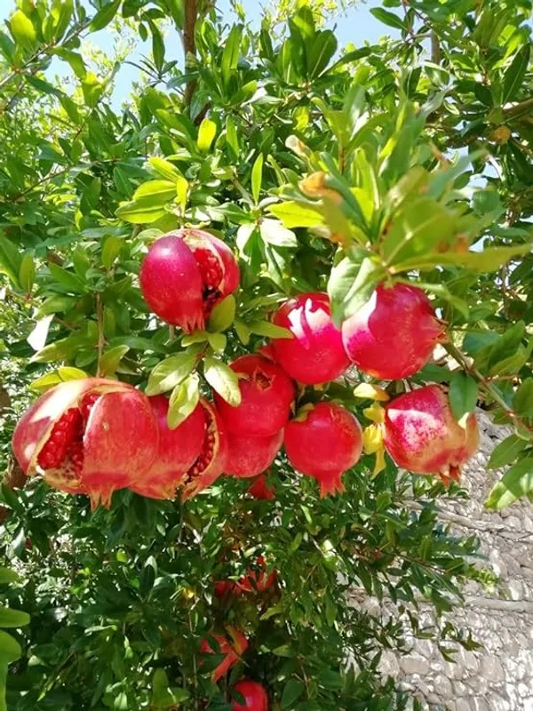 Red_Bhagwa_Anar_Hybrid_Pomegranate,_Bedana_Plant_Original_Variety_Plant_(Hybrid,_Pack_of_1)