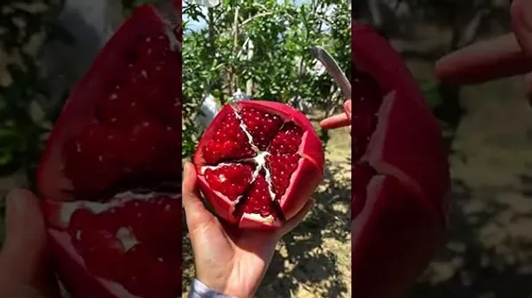 Red_Bhagwa_Anar_Hybrid_Pomegranate,_Bedana_Plant_Original_Variety_Plant_(Hybrid,_Pack_of_1)