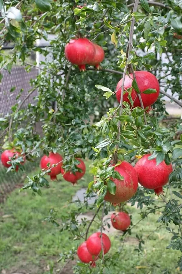 Red_Bhagwa_Anar_Hybrid_Pomegranate,_Bedana_Plant_Original_Variety_Plant_(Hybrid,_Pack_of_1)
