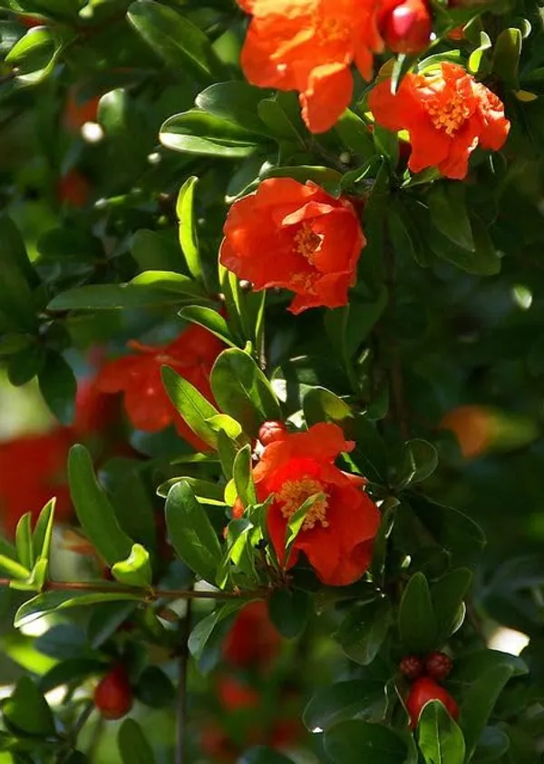 Red_Bhagwa_Anar_Hybrid_Pomegranate,_Bedana_Plant_Original_Variety_Plant_(Hybrid,_Pack_of_1)