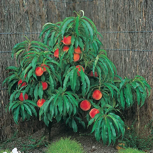 Peach_Dwarf_Plant_|_Grafted_and_Hybrid_Plants