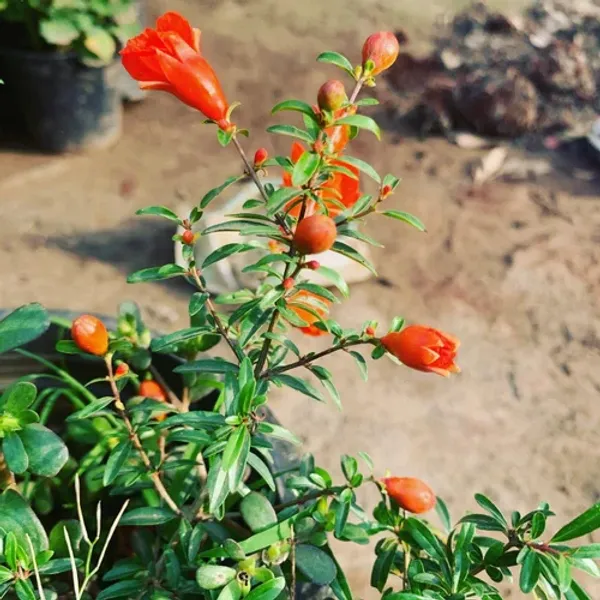 Kazake_Pomegranate_Grafted_Plant