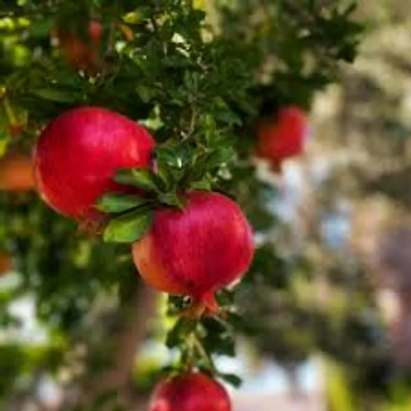 Kazake_Pomegranate_Grafted_Plant