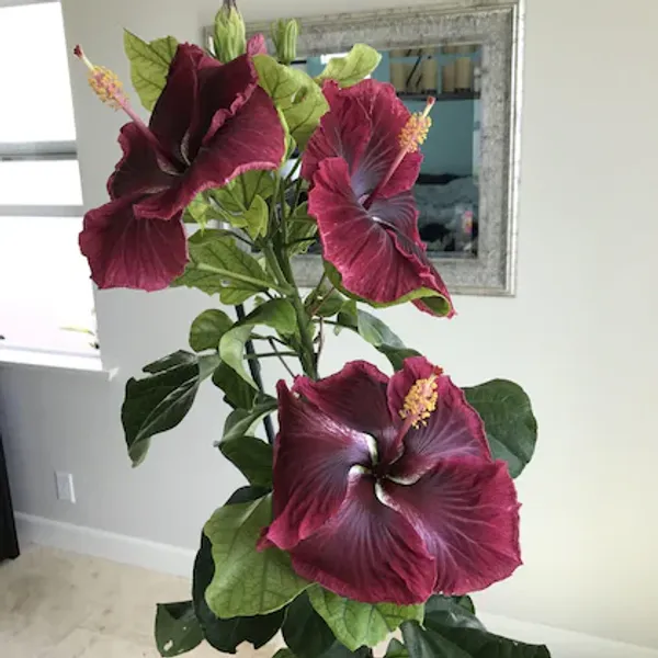 Black_Dragon_Hibiscus_Flowering_Plant