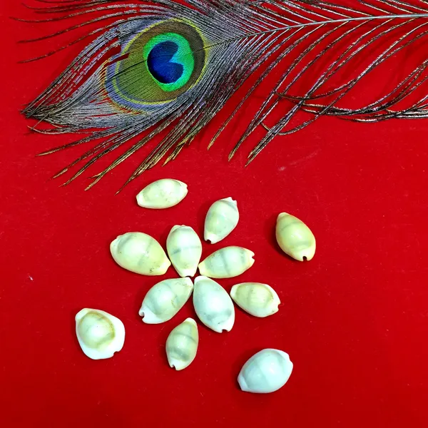Natural_Yellow_Kauri|_Ritual_Pooja